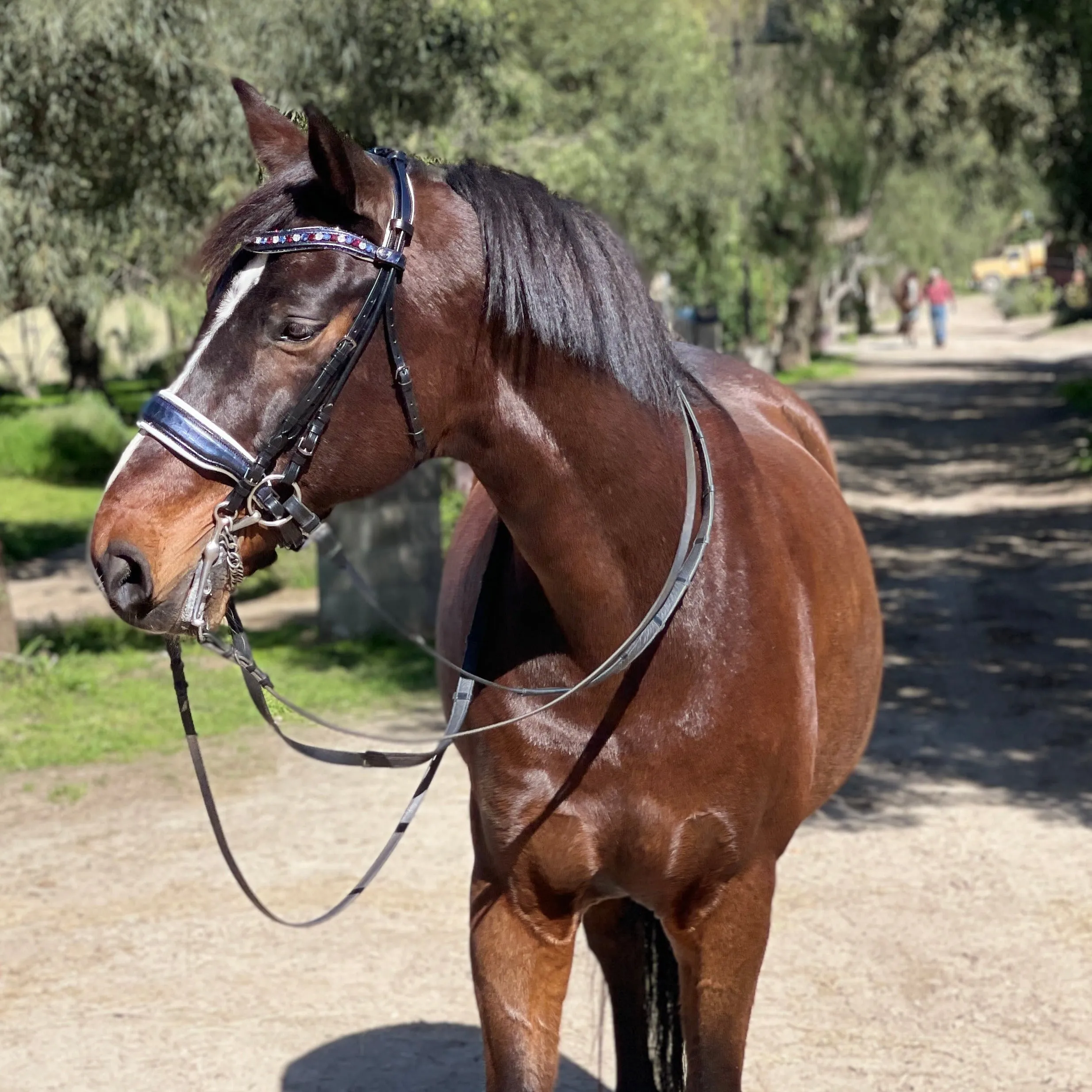 The Rushmore Metallic Navy Leather Convertible Bridle - (Pathway to the Podium Collection)